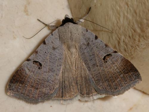 Lygephila craccae